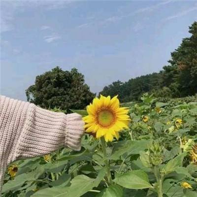 星月沧海满v版下载